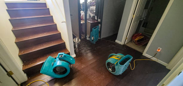Best Mold removal after water damage  in Shady Spring, WV